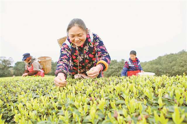 品牌強農 擦亮金字招牌，引領重慶農產品突破價值洼地